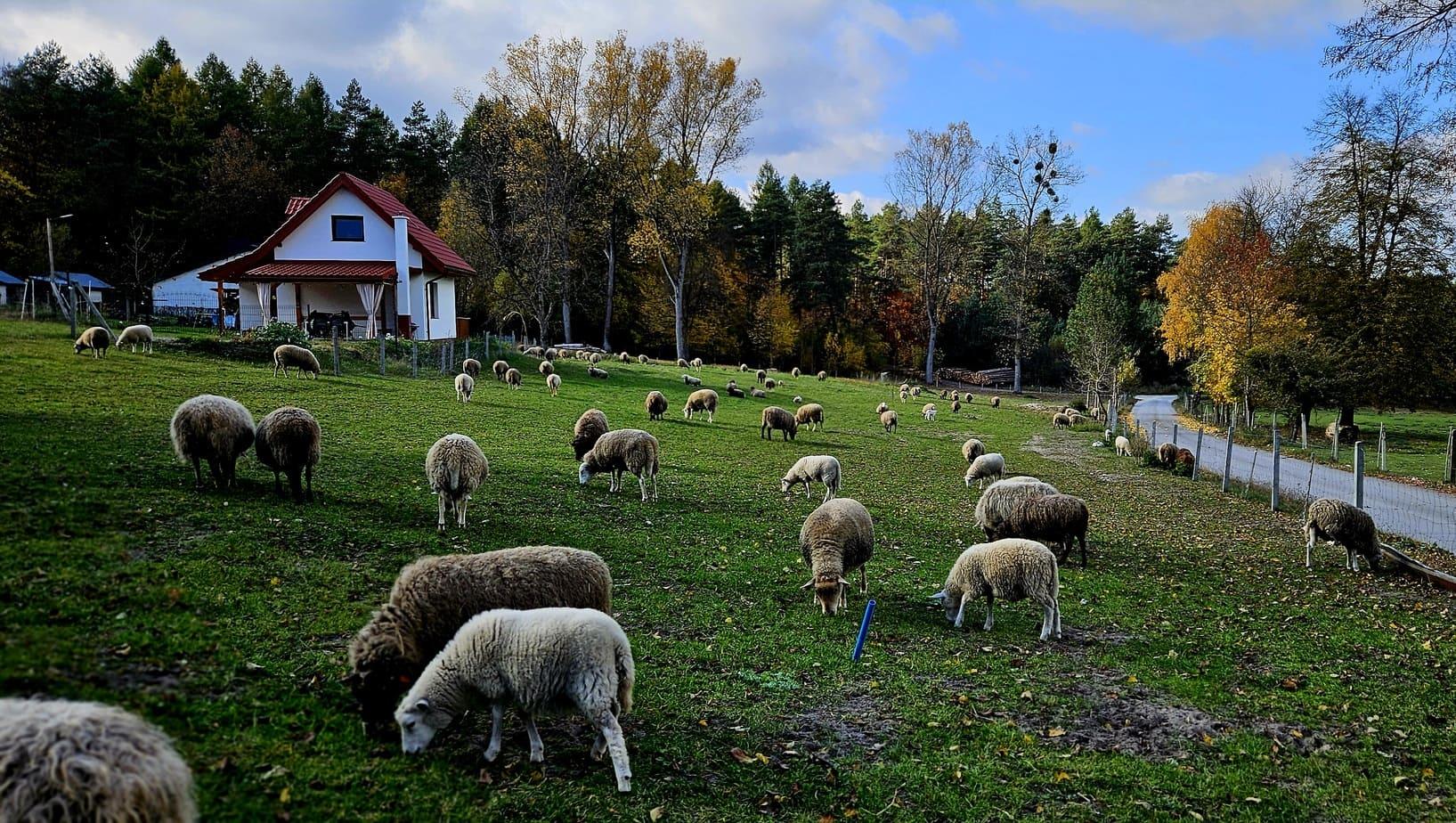 Ogród z oczkiem wodnym