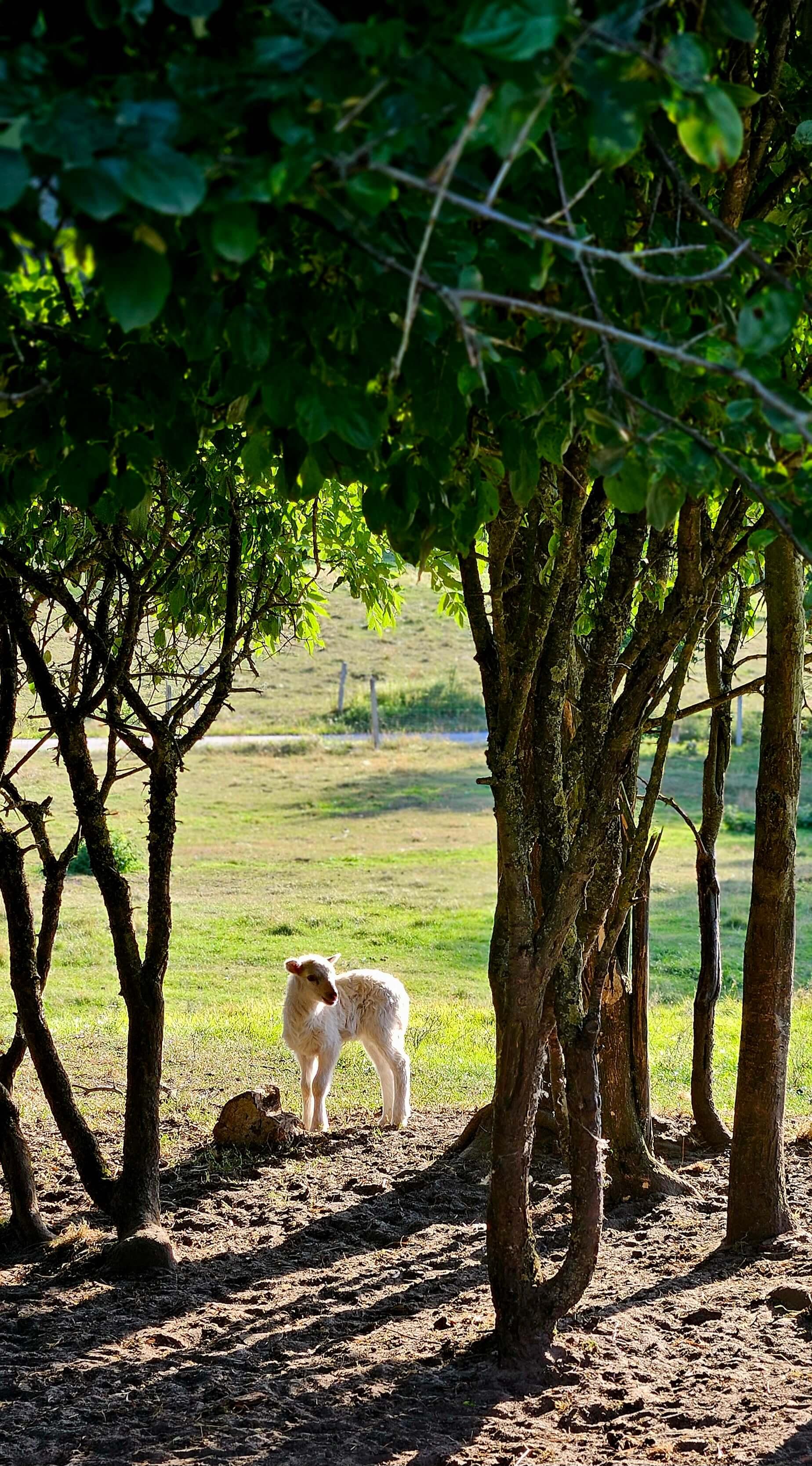 Owca portret pionowy