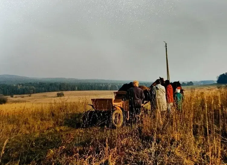 Krowa na tle jesiennego pola