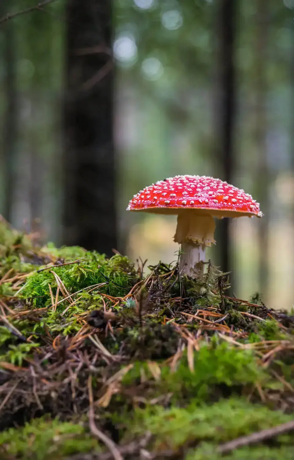 amanita muscaria w lesie
